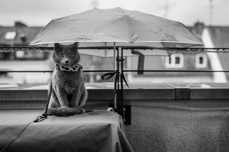 A cute russian blue catの写真素材