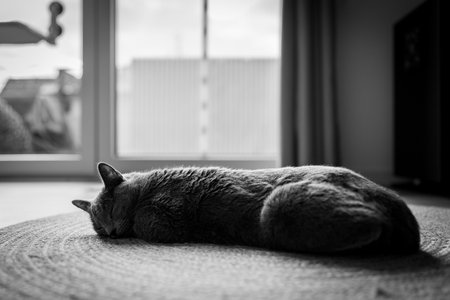 A cute russian blue catの写真素材