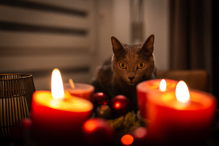 A cute russian blue catの写真素材