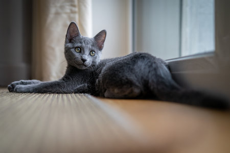 A cute russian blue catの写真素材