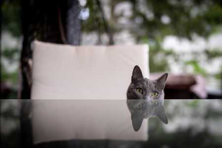 A cute russian blue catの写真素材