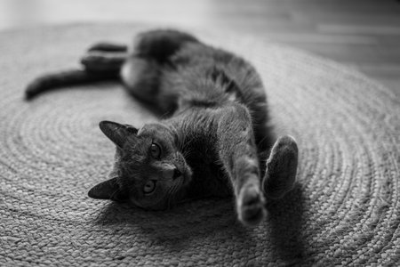 A cute russian blue catの写真素材
