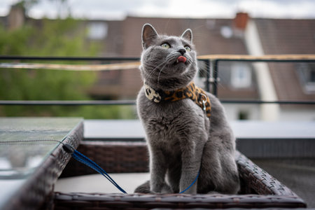 A cute russian blue cat