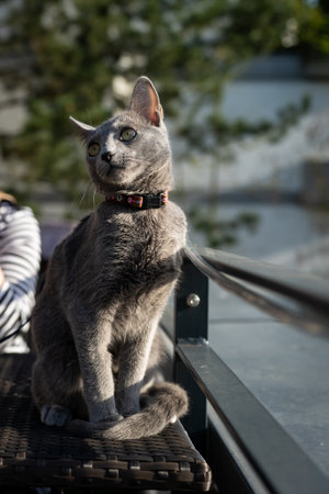 A cute russian blue catの写真素材