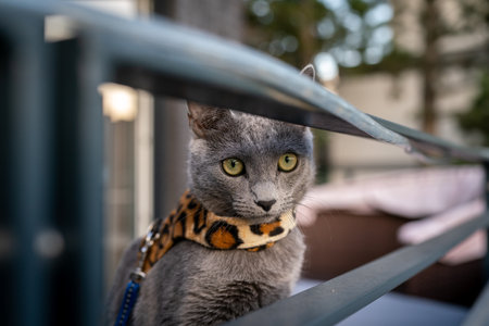 A cute russian blue cat