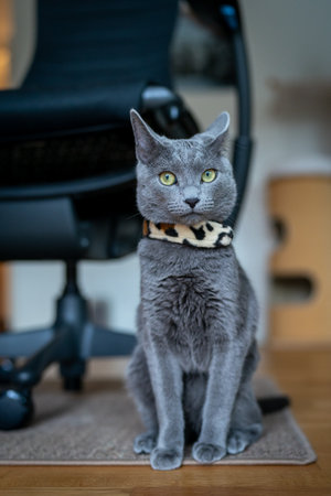 A cute russian blue catの写真素材