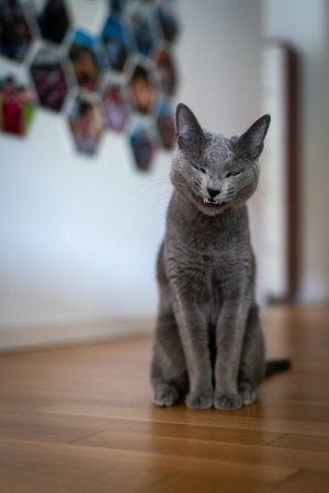 A cute russian blue catの写真素材