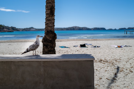 The Mallorca coastline in summerの写真素材
