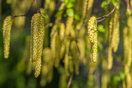 Birch seeds in spring sun light