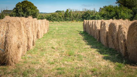 haystack aligned in a field after the grass was cut