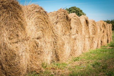 haystack aligned in a field after the grass was cut