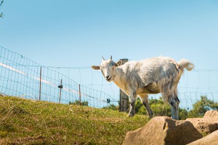 dwarf goat grazing in a green meadow, with stones in the foregroundの写真素材