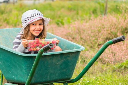 Little girl with a white hat who picking strawberriesの写真素材