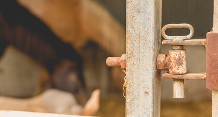 Close-up of the lock of a horse paddockの写真素材
