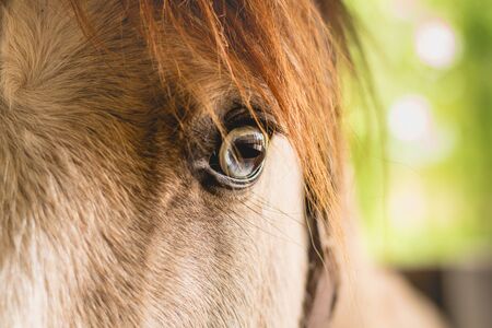 Close-up on the eye of a horse in a paddockの写真素材