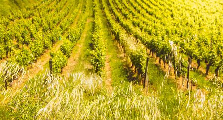 vineyard of Saint-Emilion, in France, near Bordeaux at the end of spring 2017