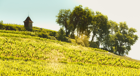vineyard of Saint-Emilion, in France, near Bordeaux at the end of spring 2017の写真素材