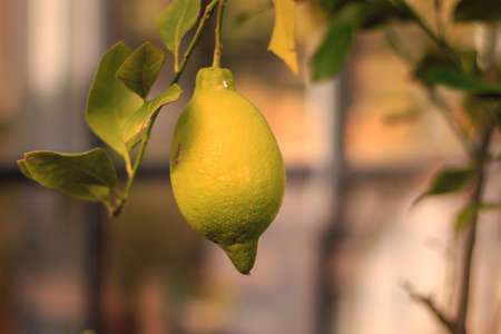 a ripe lime on his tree in a bio garden in FRANCEの写真素材