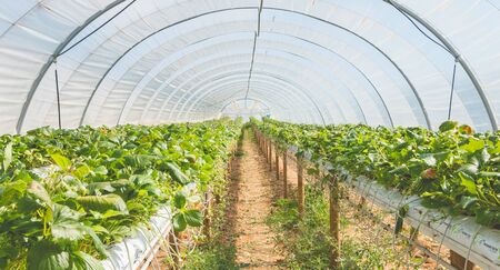 MAREUIL, FRANCE - August 01, 2016 : organic strawberries in a greenhouse at the end of summerのeditorial素材