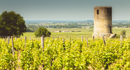 old windmill behind vineyards near Saint Emilion near Bordeaux France