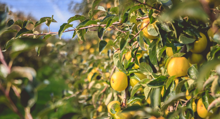 closeup of organic apples on a tree in a greenhouse in France
