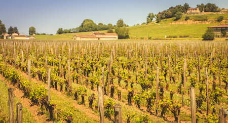 vineyard of Saint-Emilion, in France, near Bordeaux at the end of spring 2017
