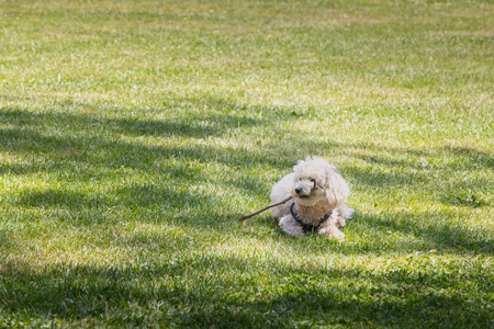 Little white poodle dog playing on the grass with a stickの写真素材