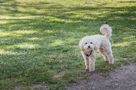 little white poodle dog standing in green grass in Portugalの写真素材