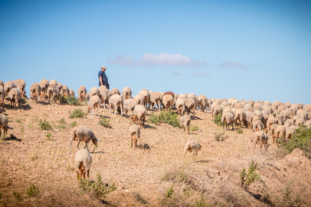 Sesimbra, Portugal - August 8, 2018: Shepherd accompanying her flock of sheep in a grassland by the sea on a summer dayのeditorial素材