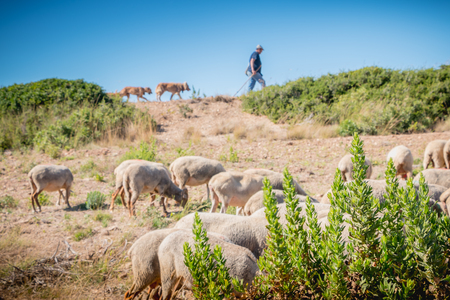 Sesimbra, Portugal - August 8, 2018: Shepherd accompanying her flock of sheep in a grassland by the sea on a summer dayのeditorial素材