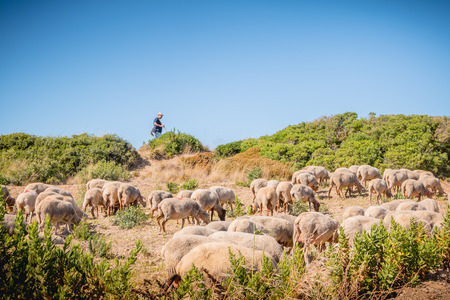 Sesimbra, Portugal - August 8, 2018: Shepherd accompanying her flock of sheep in a grassland by the sea on a summer dayのeditorial素材