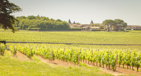 vine at the end of spring in the region of saint emilion near bordeaux
