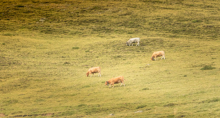 cows grazing on the slopes of the Pyrenees in Franceの写真素材