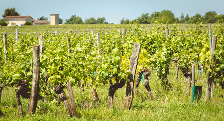 view of the vineyards of Saint Emilion, France on a spring day