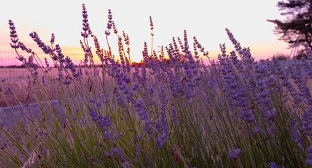 lavender flower at sunset near a wheat field in franceの写真素材