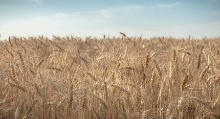 closeup of ears of wheat in a field before harvest in Franceの写真素材