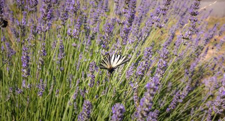 butterfly Iphiclides podalirius flying in a lavender foot in summer in Franceのeditorial素材