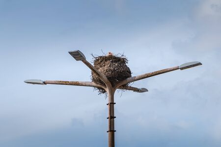 stork's nest on a public lamppost in Portugalの写真素材