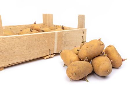 crate of sprouted potato plant ready for planting - on white background in studioの写真素材