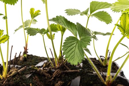 young strawberry plants in pots on white background in studioの写真素材