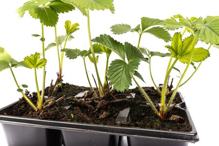 young strawberry plants in pots on white background in studioの写真素材