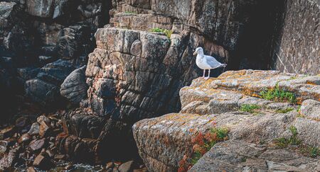 seagull on a rock in a small port on the island of Yeu, Franceの写真素材