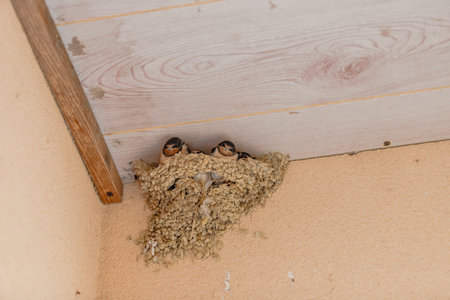 nest of swallow and its young under a roof in summer in Franceの写真素材