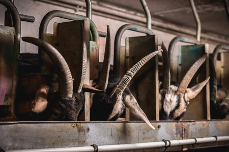 Goats eat hay in a stableの写真素材