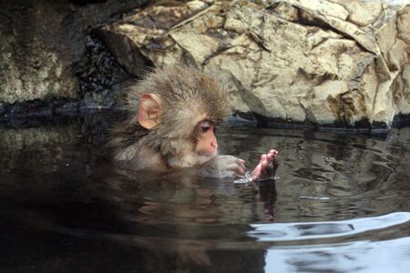 Jigokudani Monkey Park in Nagano Japan, is the only place in the wild where you can view the monkeys as they relax in Natural Hot Springs.の写真素材
