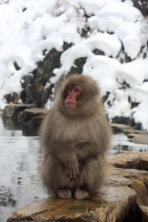 Jigokudani Monkey Park in Nagano Japan, is the only place in the wild where you can view the monkeys as they relax in Natural Hot Springs.の写真素材