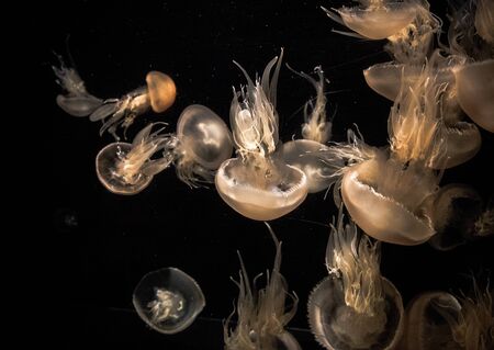 The Grand Aquarium brings you and your family on a multisensory journey from the shore to the...