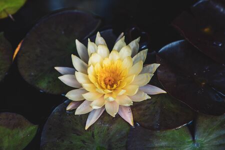 French Village and chinese temple Bana Hills, in Sun World, Danang, Central Vietnamの写真素材