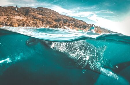 Whale shark watching off the scenic coast of Oslob, Cebu, Philippines, South East Asiaの写真素材