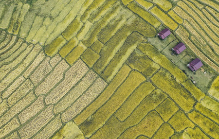 Rice Terraces in Doi inthanon national park in chiang Mai province, Thailand